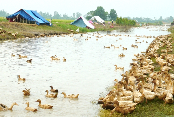 Chia sẽ kinh nghiệm nuôi vịt thả đồng