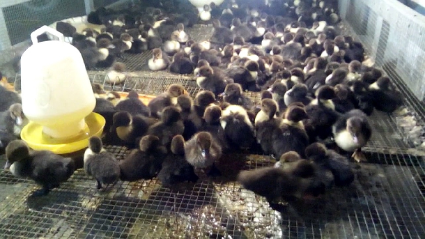 Có được thu nhập nhập khá từ mô hình chăn nuôi vịt xiêm
