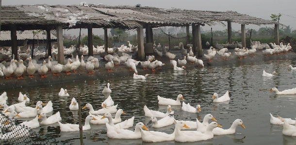 Kỹ thuật chăn nuôi vịt thịt