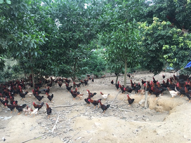 Kỹ thuật nuôi gà ta thả vườn đạt hiệu quả cao