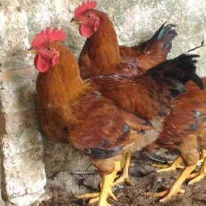 Phân phối gà mía lai giống chất lượng toàn quốc