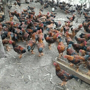 Phân phối gà hồ lai giống chất lượng toàn quốc